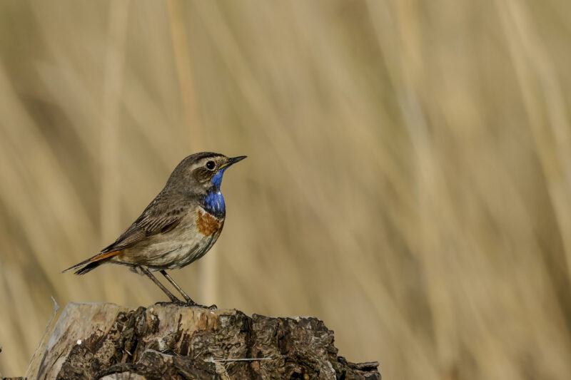 Gorgebleue à miroir mâle